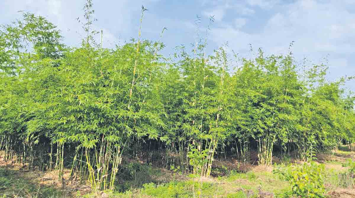 Bamboo Farming