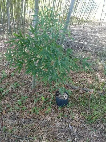 Bambusa multiplex golden goddess