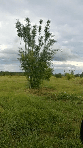 Bamboo Green Tea Leaves