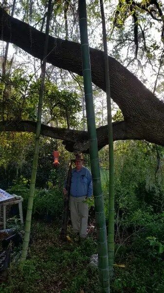 Giant Moso Farming Bamboo Plant